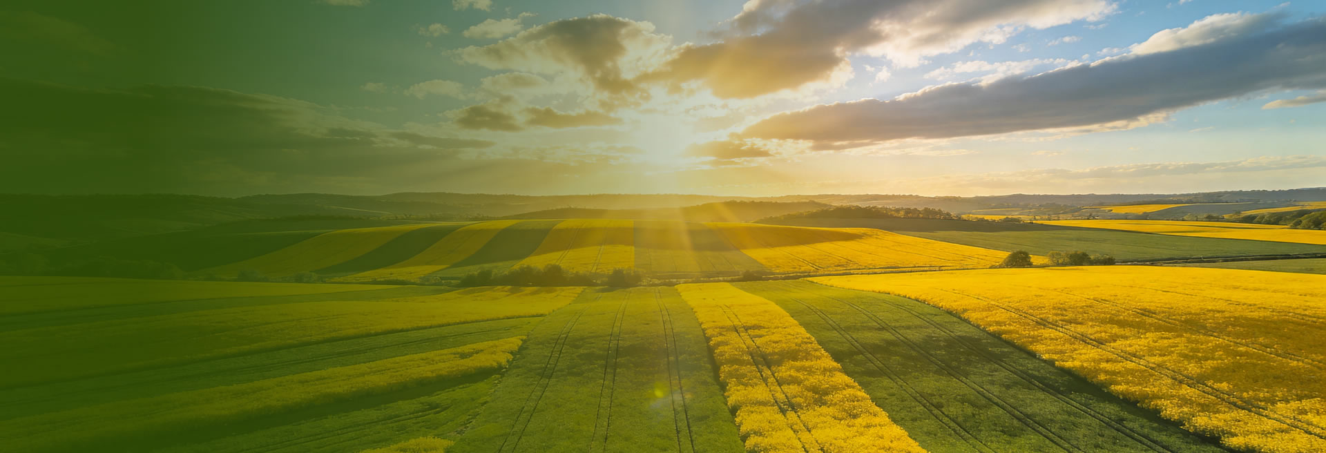 大连网站建设-签约华恩有机英文独立站